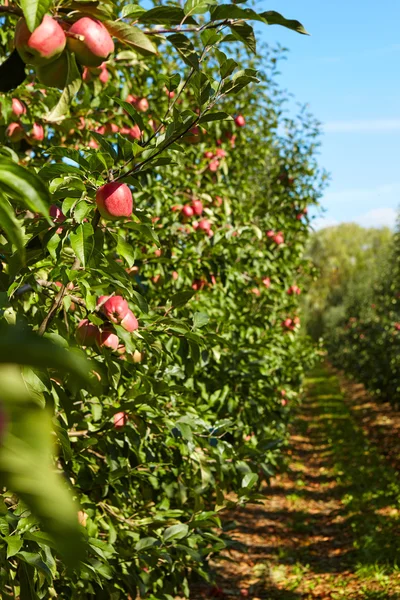 Röda äpplen på trädgrenar — Stockfoto