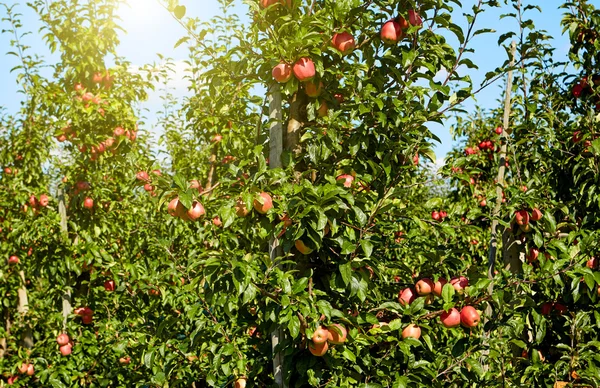 Rote Äpfel auf Ästen — Stockfoto