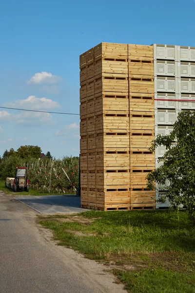 Apples harvest in country — Stok fotoğraf