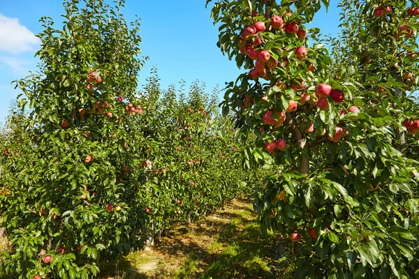 Röda äpplen på trädgrenar — Stockfoto