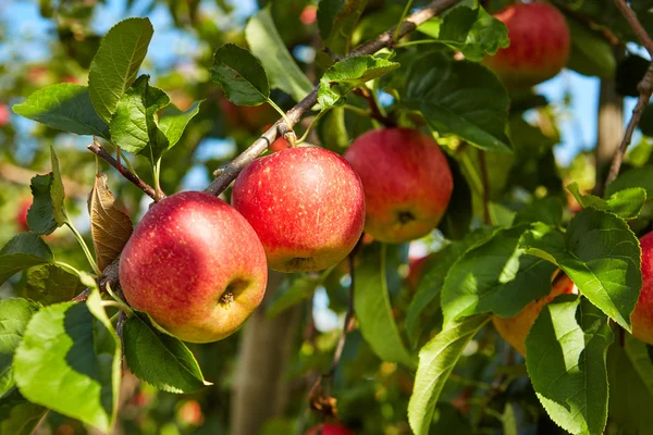 Czerwone jabłka na gałęziach drzew — Zdjęcie stockowe