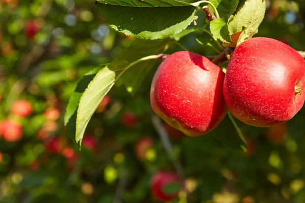 Röda äpplen på trädgrenar — Stockfoto