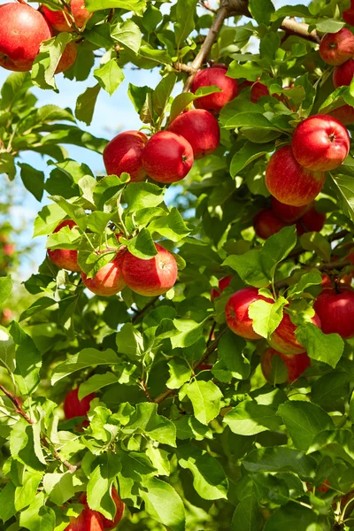 Manzanas rojas en ramas de árboles — Foto de Stock
