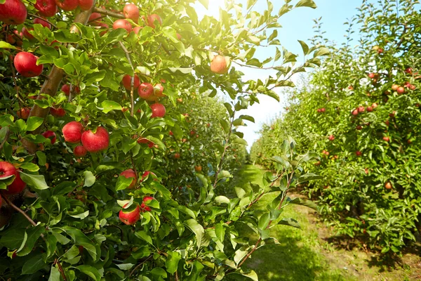Κόκκινα μήλα σε κλαδιά δέντρων — Φωτογραφία Αρχείου