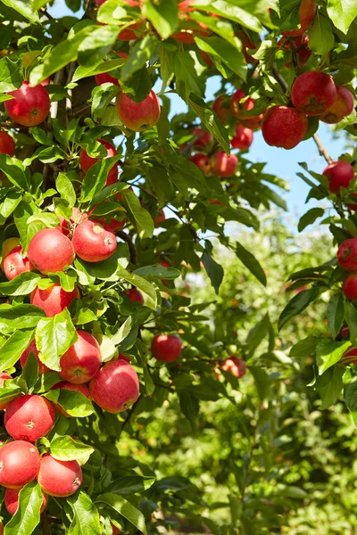 Manzanas rojas en ramas de árboles — Foto de Stock