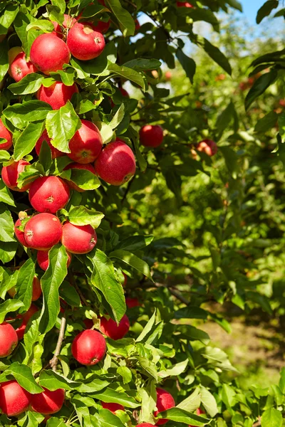 Czerwone jabłka na gałęziach drzew — Zdjęcie stockowe
