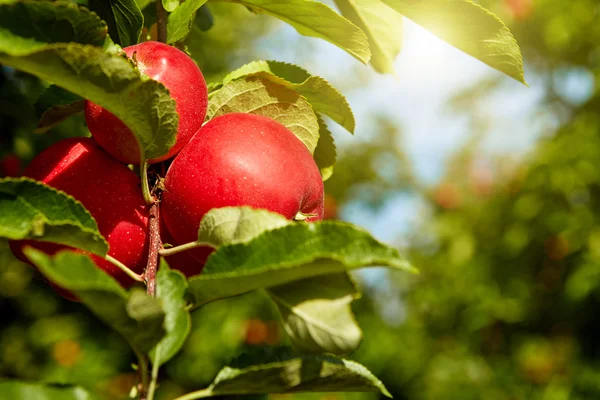 Красные яблоки на ветвях деревьев — стоковое фото