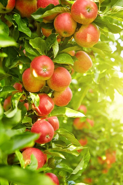 Красные яблоки на ветвях деревьев — стоковое фото