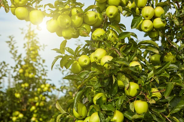 Maçãs verdes em árvore — Fotografia de Stock