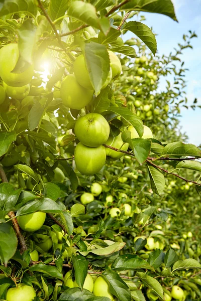 Zielone jabłka na drzewie — Zdjęcie stockowe