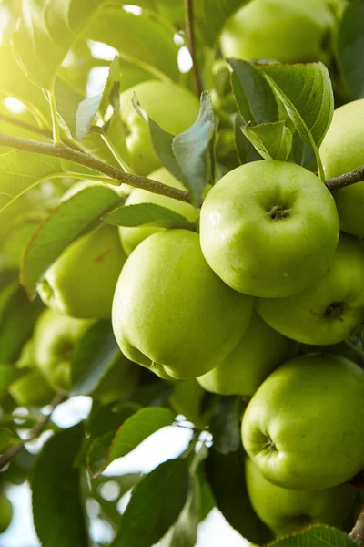 Green apples on tree — Stock Photo, Image