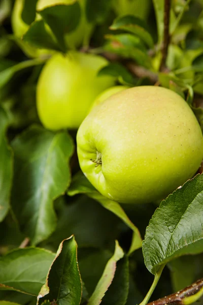 Green apples on tree — Stock Photo, Image