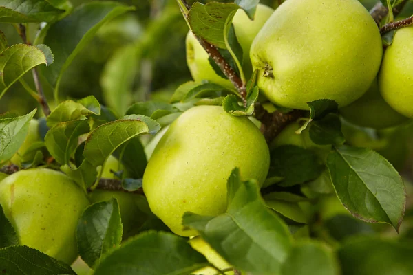 Green apples on tree — Stock Photo, Image