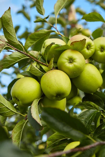 Zielone jabłka na drzewie — Zdjęcie stockowe
