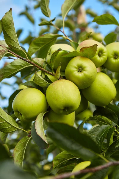 Green apples on tree — Stock Photo, Image