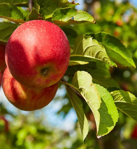 Red apples on tree branches — Stock Photo, Image