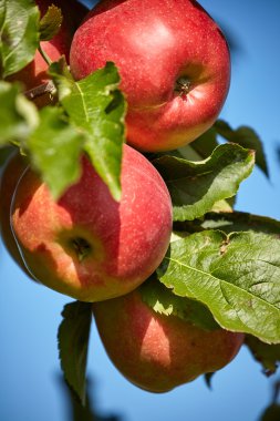 kırmızı elmalar dalda