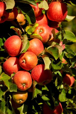 kırmızı elmalar dalda