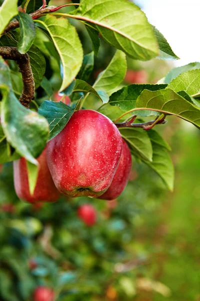 Красные яблоки на деревьях — стоковое фото