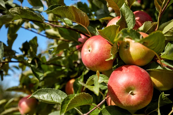 枝上的红色苹果 — 图库照片