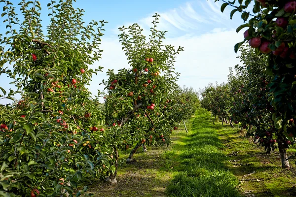 Epletrær i frukthagen – stockfoto