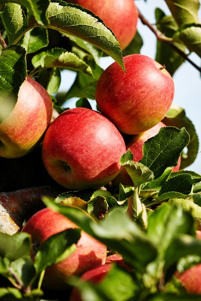 Red apples on branch — Stock Photo, Image