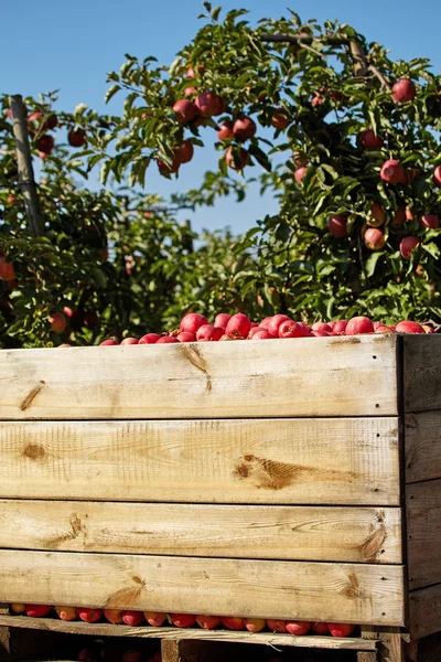 Caixas de maçãs em pomar — Fotografia de Stock