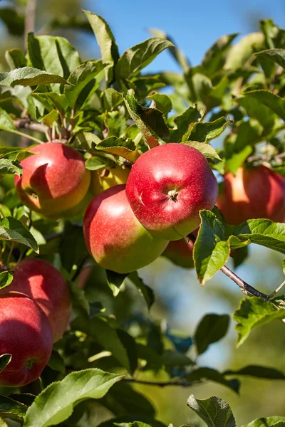 Rode appels op tak — Stockfoto