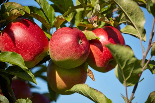 Red apples on branch — Stock Photo, Image