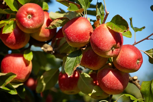 枝に赤いリンゴ — ストック写真