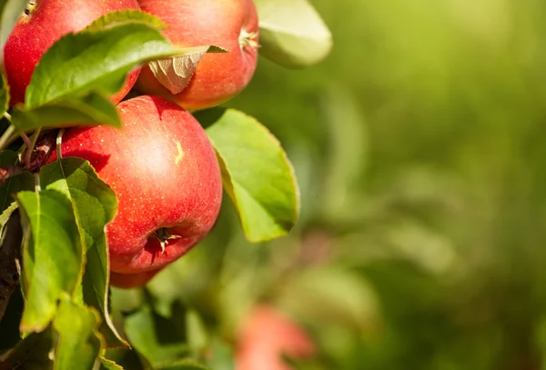 Pommes rouges sur la branche — Photo