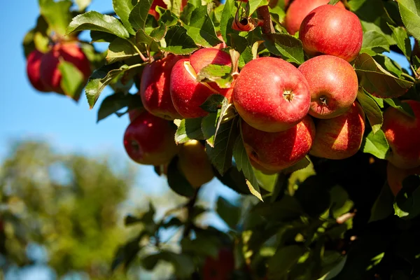 Красные яблоки на ветке — стоковое фото