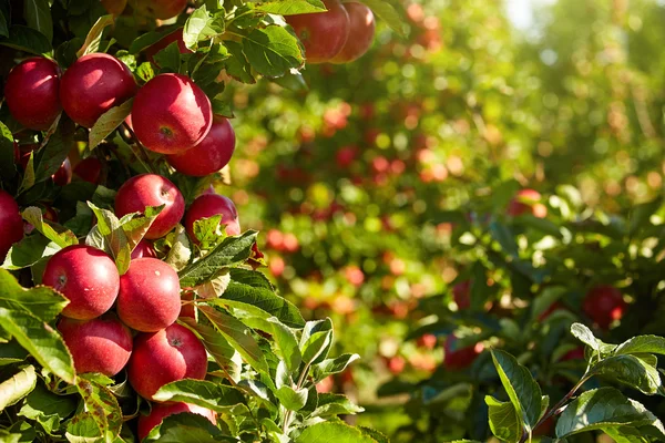 Красные яблоки на ветке — стоковое фото