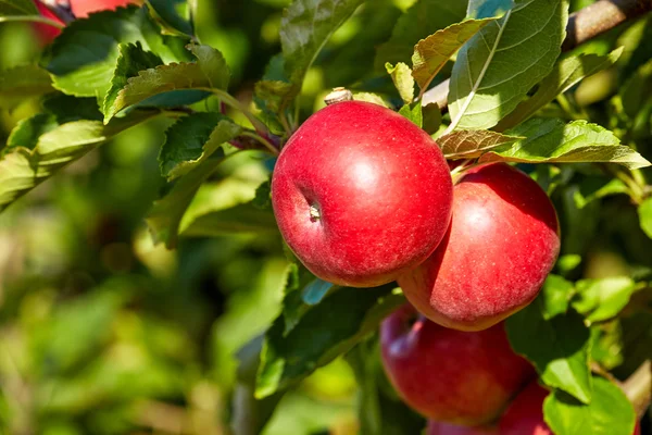나무에 빨간 사과 — 스톡 사진