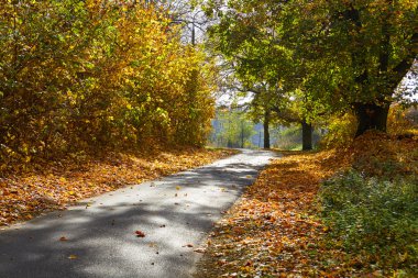 Parkta sonbahar yaprakları