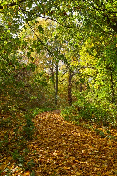 Hojas de otoño en el parque — Foto de Stock