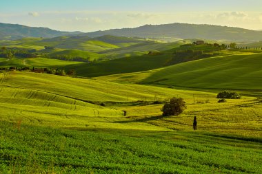Yeşil Toskana hills
