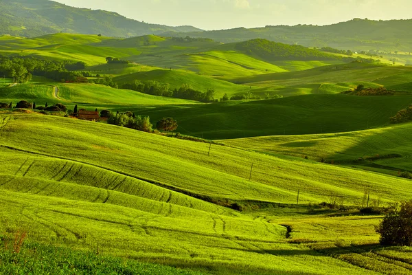 Green Tuscany hills — Stock Photo, Image