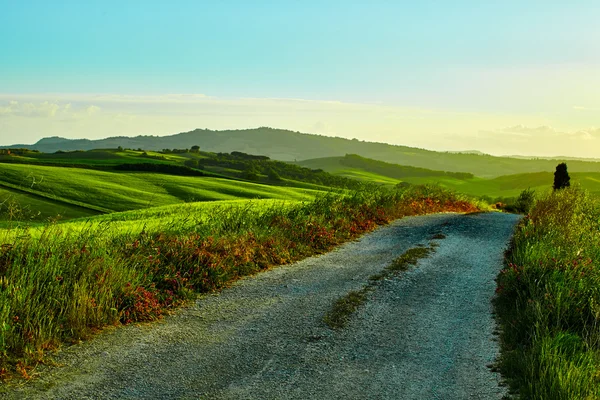 Verdi colline toscane — Foto Stock