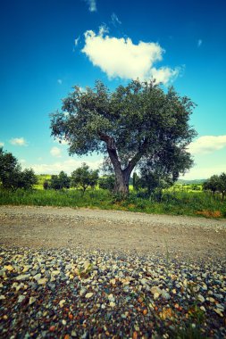 İtalya 'da zeytin ağaçları
