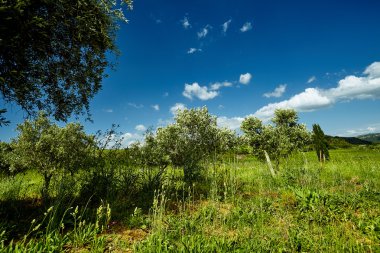İtalya 'da zeytin ağaçları