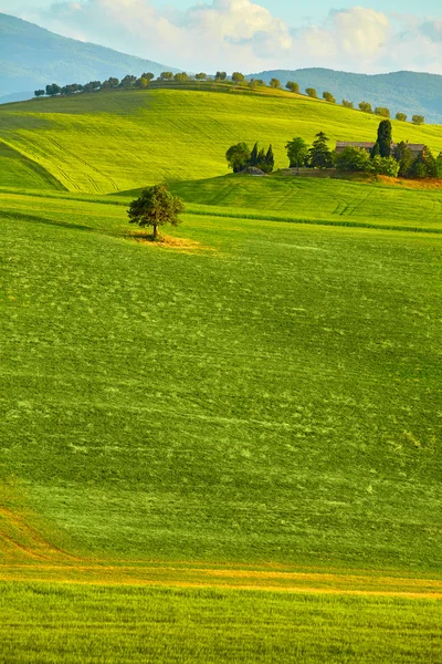 Verde rural Toscana colinas — Foto de Stock