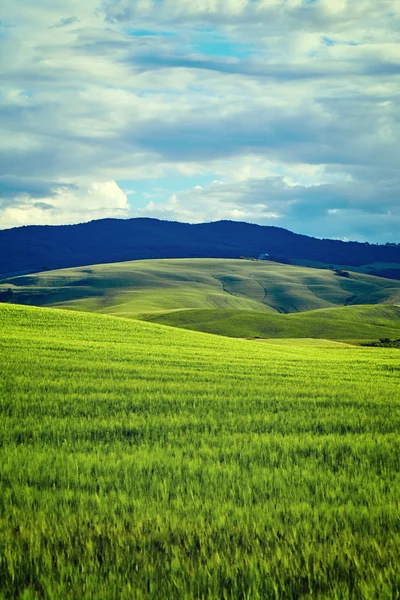 Grüne Hügel der Toskana — Stockfoto