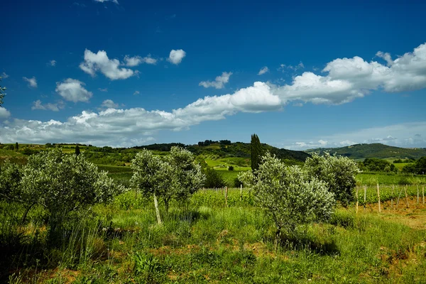 Olivovníky v Itálii — Stock fotografie