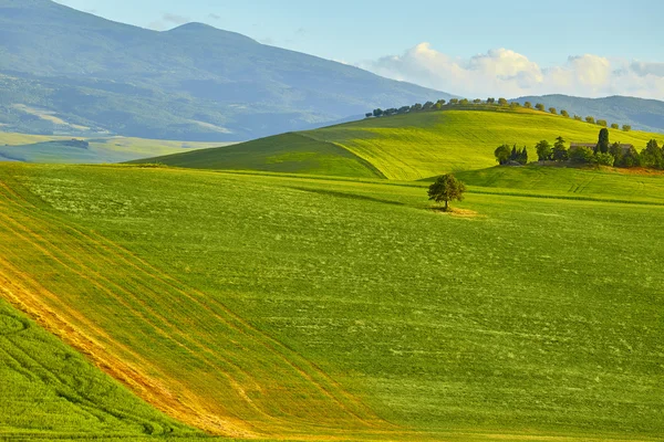 Gröna Toscana hills — Stockfoto