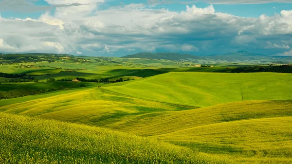 Verdi colline toscane — Foto Stock