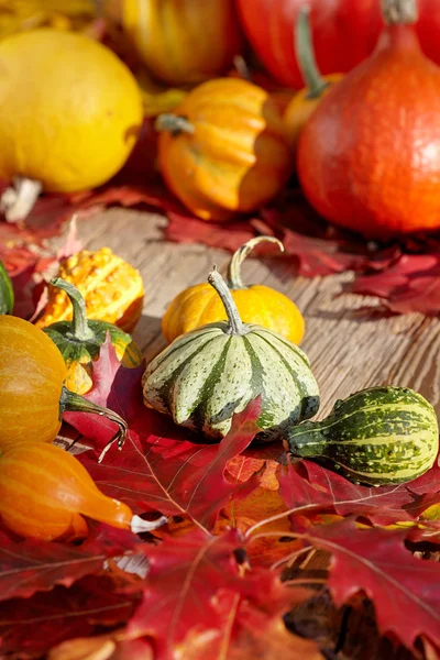 Ripe harvest on table — Stock Photo, Image