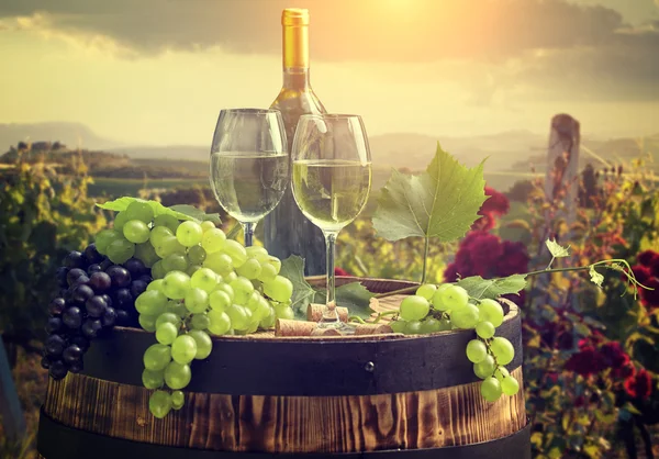 White wine with barrel on vineyard in Tuscany, Italy — Stock Photo, Image