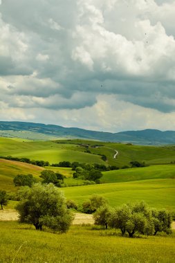 Yeşil Toskana hills