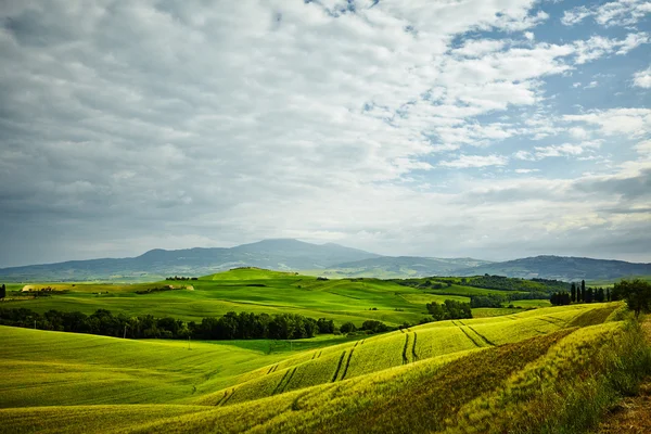 Verdi colline toscane — Foto Stock